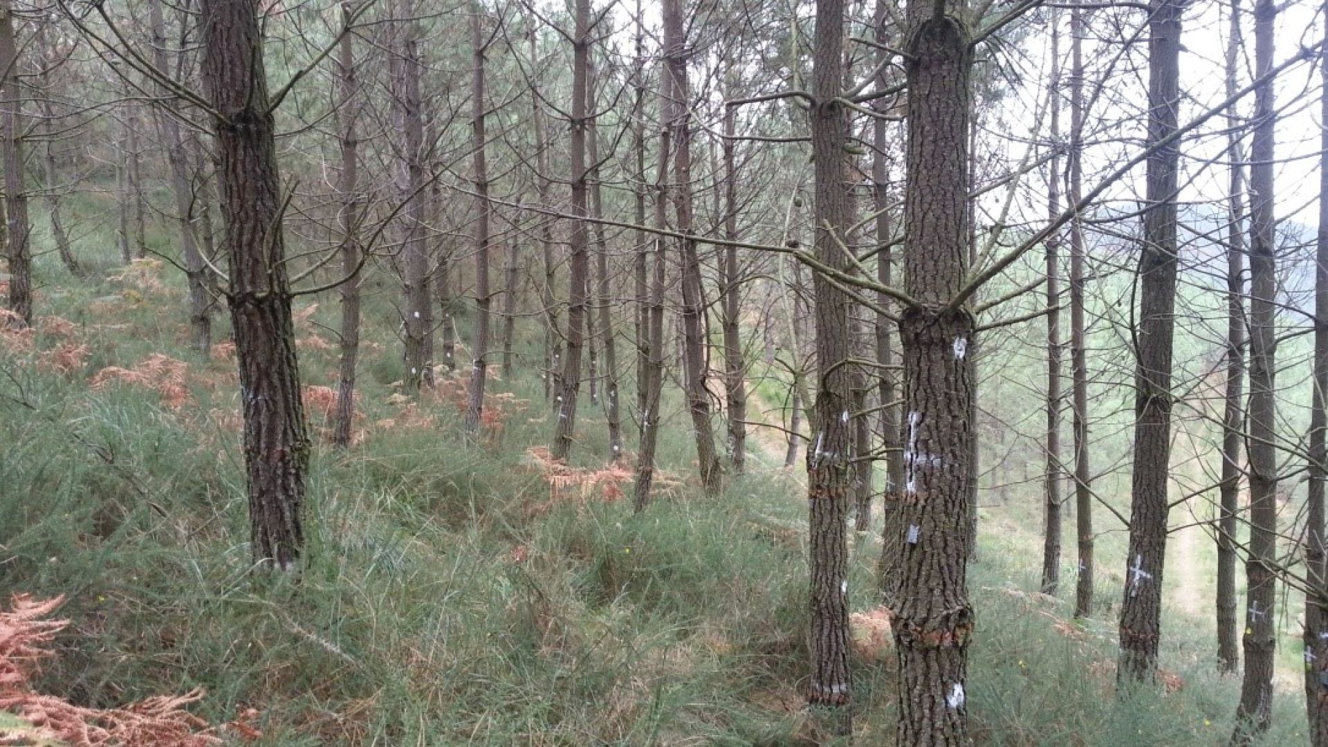 RED PARA EL DESARROLLO DE SISTEMAS DE INTEGRACION DEL RIESGO EN LA GESTION PRACTICA FORESTAL (FORRISK)