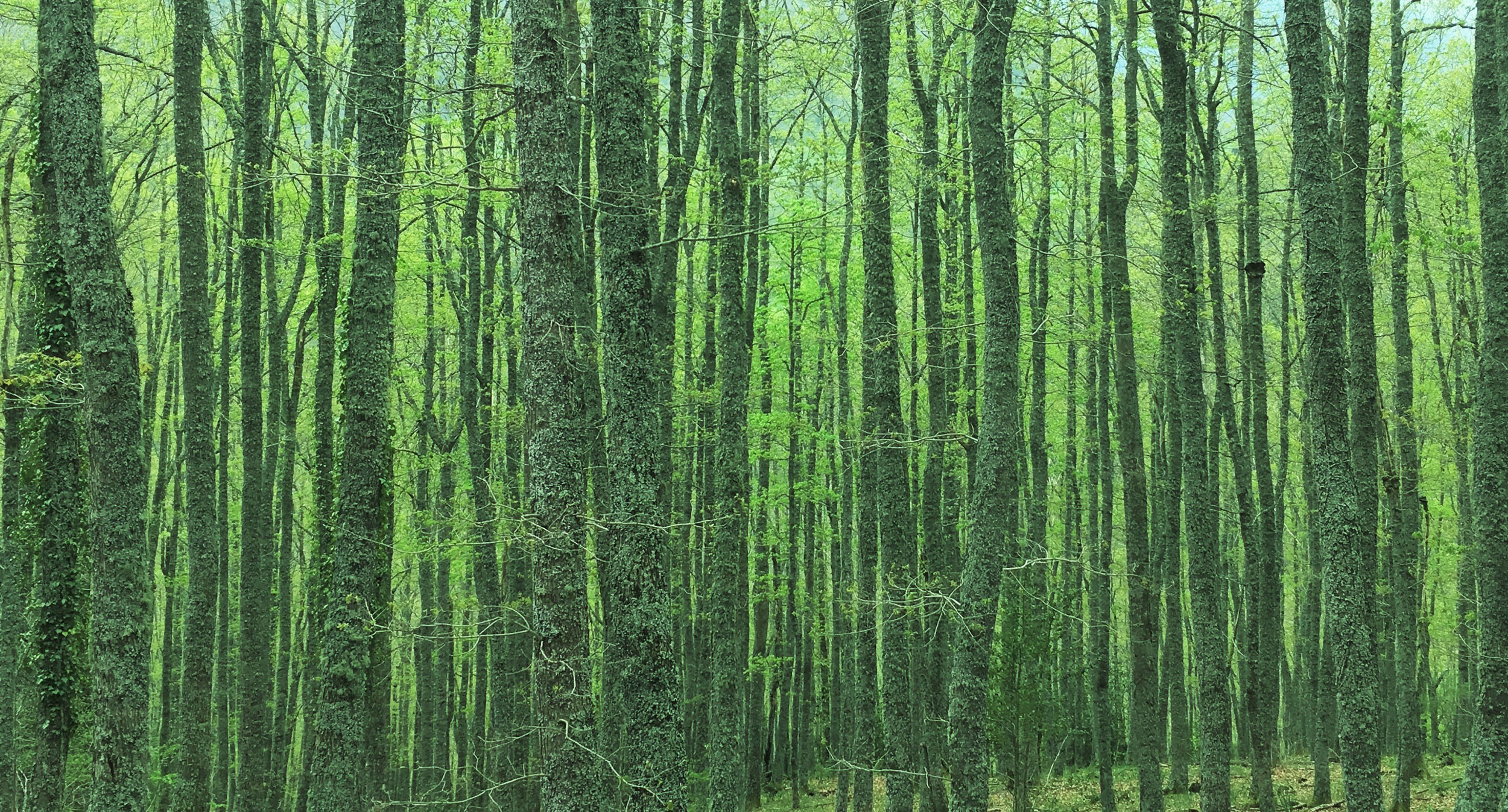 Producción forestal sostenible