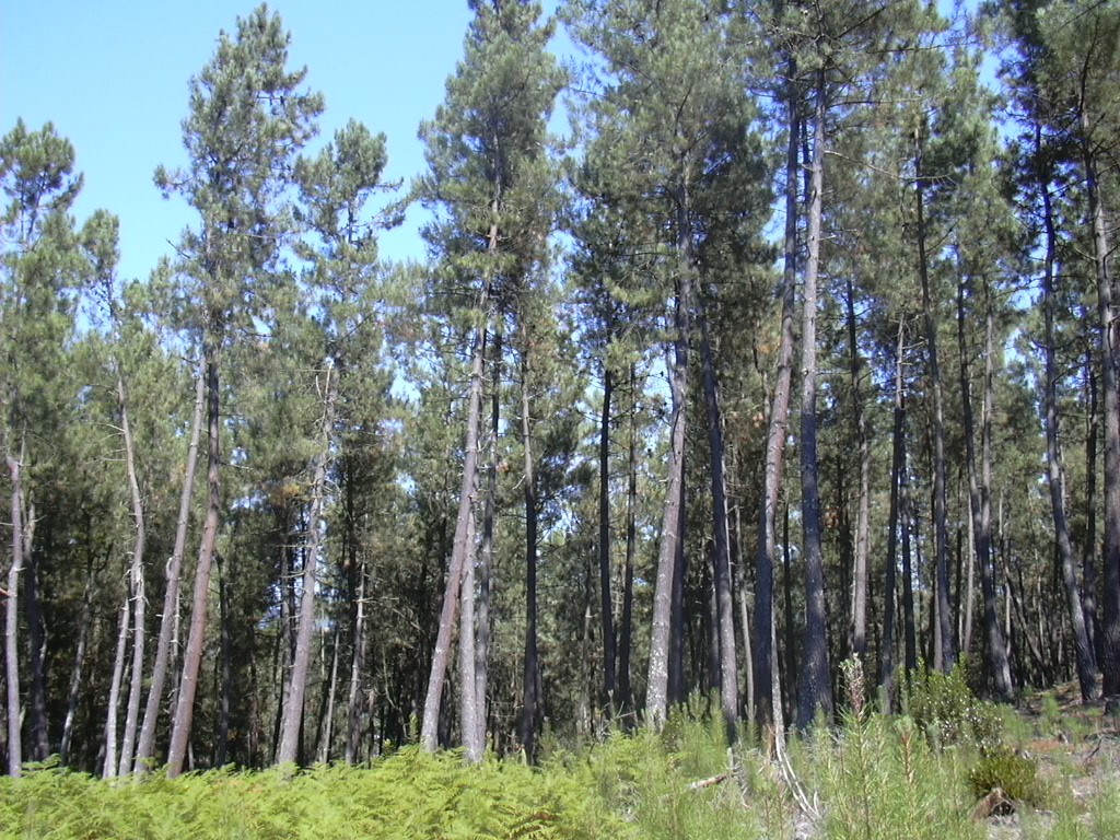 PROYECTO SINGULAR ESTRATÉGICO: RESTAURACIÓN Y GESTION FORESTAL. SUBPROYECTO: BOSQUES DEL FUTURO
