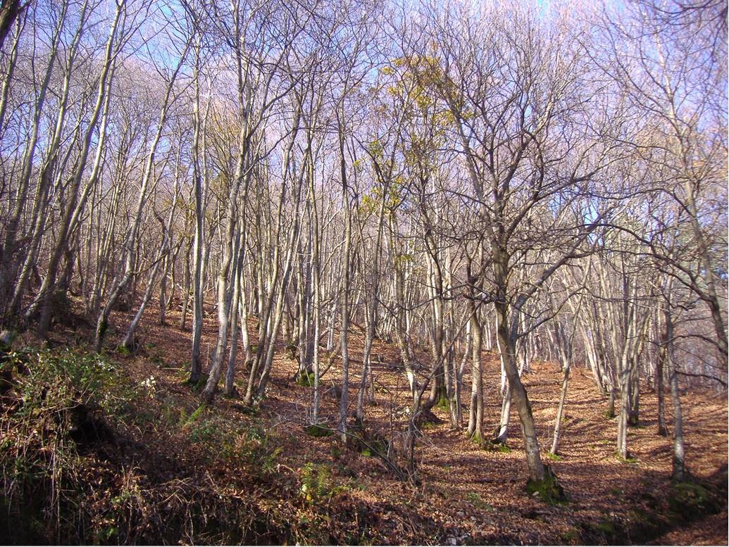 VALORACIÓN FORESTAL E INDUSTRIAL DEL CASTAÑO EN ESPAÑA (VALOCAS)