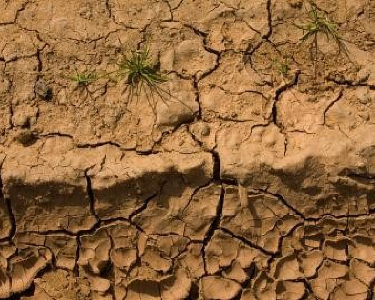 PLANES DE GESTIÓN DE RIESGOS TRANSNACIONALES PARA LOS ESPACIOS RURALES FORESTALES SENSIBLES A LOS RIESGOS BIÓTICOS Y ABIÓTICOS (PLURIFOR)