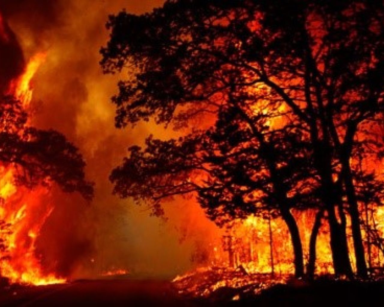 PLANES DE GESTIÓN DE RIESGOS TRANSNACIONALES PARA LOS ESPACIOS RURALES FORESTALES SENSIBLES A LOS RIESGOS BIÓTICOS Y ABIÓTICOS (PLURIFOR)