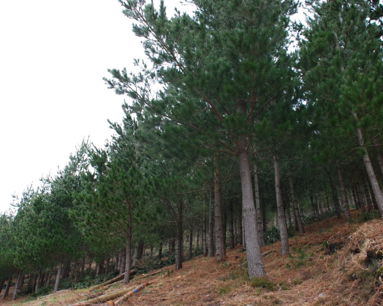 LA GESTIÓN FORESTAL FRENTE A LOS CAMBIOS EN LA DINÁMICA DE LOS ECOSISTEMAS FORESTALES: UN ENFOQUE MULTIESCALA